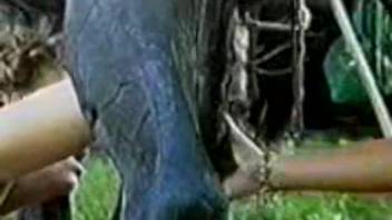 Horny sluts recorded sucking on a massive horse cock