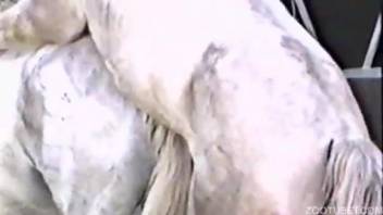 Incredible outdoor farm animal sex featuring a white stallion