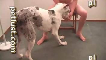 Nude homosexual man aggressively penetrates a canine in vibrant adult video clips