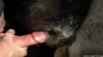Powerful dick for a heated mare's cunt in amateur bestiality clips