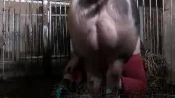 Stud anally penetrates nude lady in filthy homemade footage on webcam
