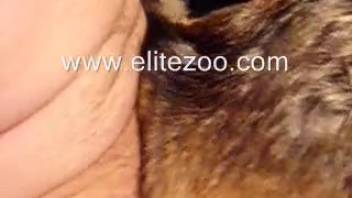 Bare man intensely penetrates a female dog in wild adult scene and ejaculates inside her