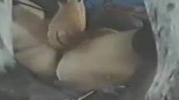 Horse fucks woman