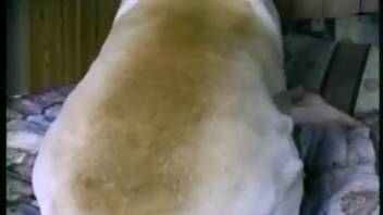 Attractive lady inserts massive canine penis into her vagina for nonstop excitement