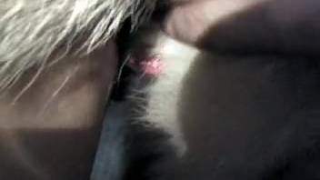 Canine rear penetrates nude male before his spouse