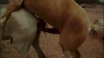 Dark stud brutally pounds a lustful filly's snatch