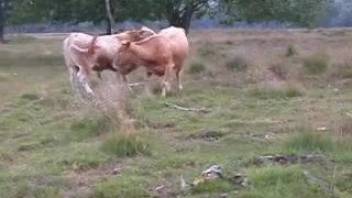Bulls and cows having wild, intense sex in the great outdoors