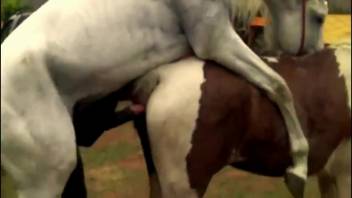Stallion penetrates woman while aroused bestiality enthusiast observes