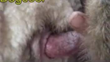 Guy screws fluffy beasts on the ranch and satisfies nasty cravings