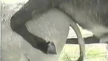 Lustful stud rams his dick into a eager filly's wet slit