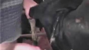 Guy intensely penetrates the cow's vagina for an exciting live webcam porn show