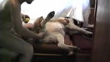 Nude guy lounges bare and screws his pooch in a raunchy homemade webcam clip