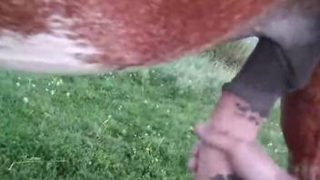 Horse porn