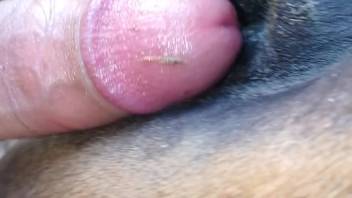 Aroused guy pounding a horse's snug tiny rear hole