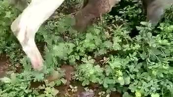 Hung stud relishing intense fucking with a filly