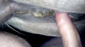 Guy banging a tasty horse vagina in a point-of-view clip