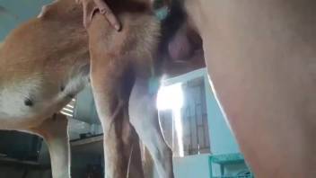Man overpowers a filthy bitch's snug opening in close view
