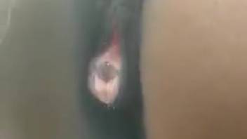 Soaked female horse vagina highlighted in full splendor