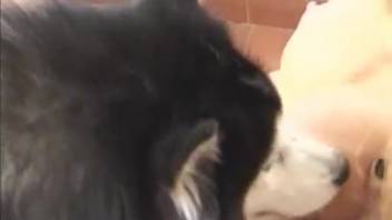 Voluptuous animal lovers indulge in explicit dog encounters on the mattress